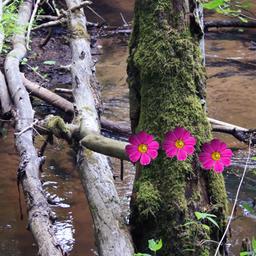 Return To Alsunga Forest